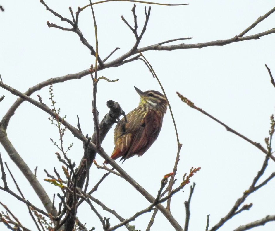 Bico-virado-carijó-estancia-mimosa