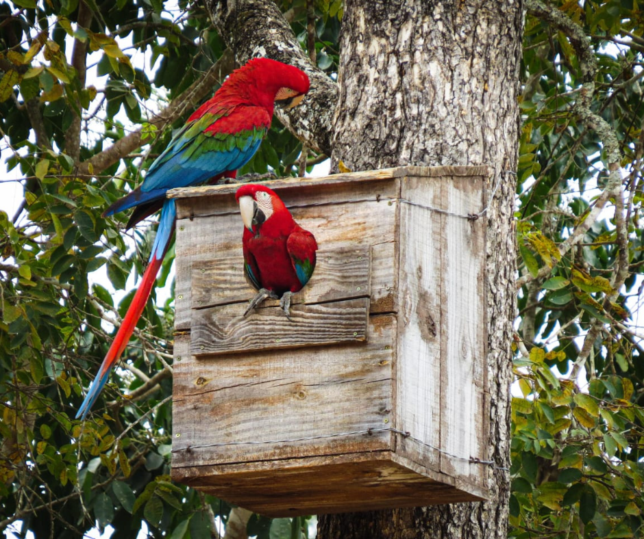 arara-vermelha-em-ninho-artificial-na-estancia-mimosa