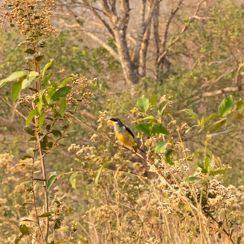 Tesourinha-da-mata avistada pela primeira vez na Estância Mimosa