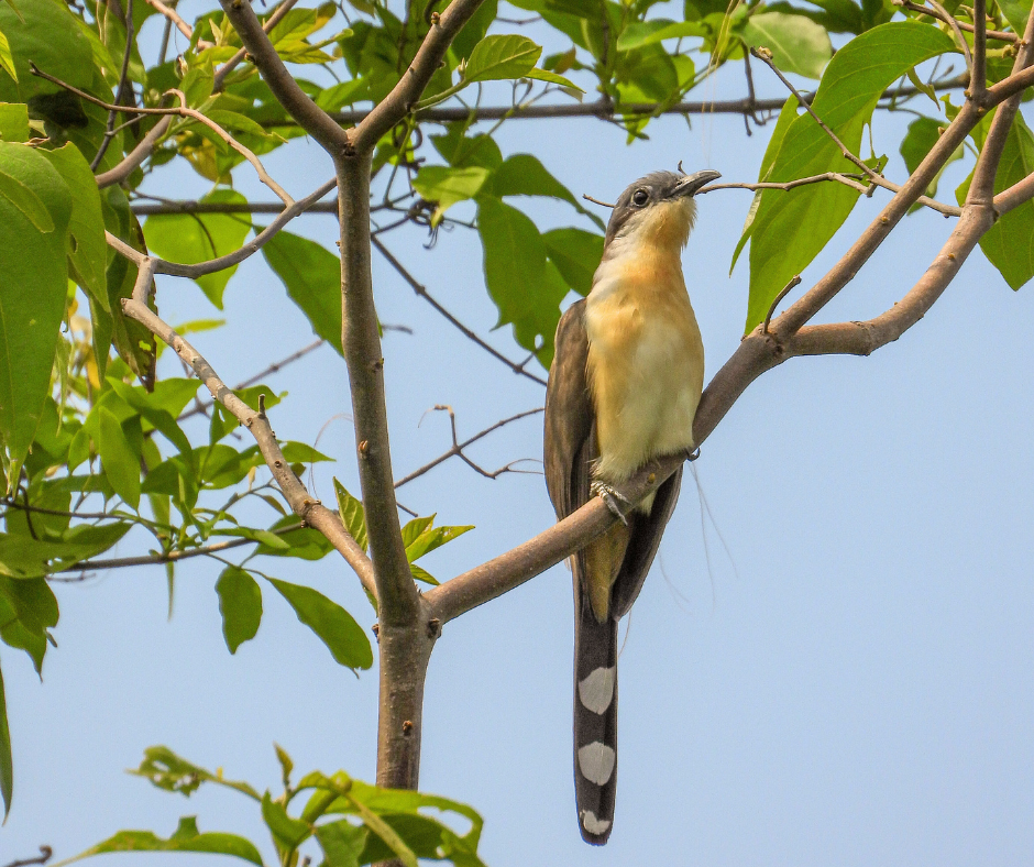 Papa-Lagarta-Acanelado é avistado na Estância Mimosa